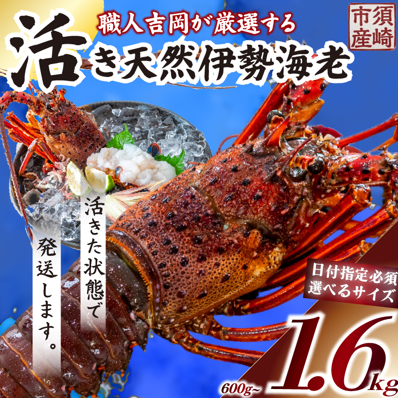 活き伊勢海老 600g以上